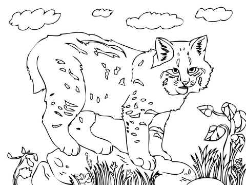 Cute Bobcat  Coloring Page